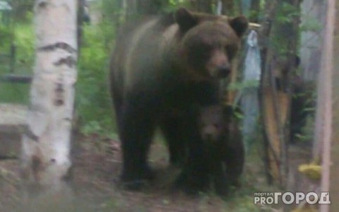 На кладбище в Коми между  могил разгуливает медведица с медвежатами (видео)
