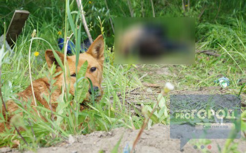 Сыктывкар за день 10 июня: труп бомжа, прокачка ягодиц и смерть таксиста