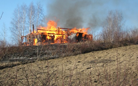 Четыре десятка свиней заживо сгорели при пожаре в Коми