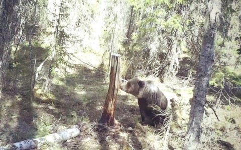 Национальный парке «Югыд ва» в Коми публикует видео животных на солонцах