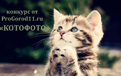 На ProGorod11.ru стартует конкурс милых котиков «Котофото»