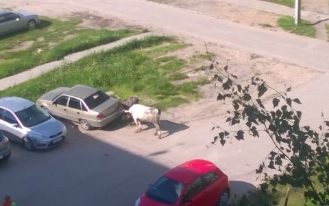 В Эжве разгуливала агрессивная корова, от которой убегали горожане (фото)