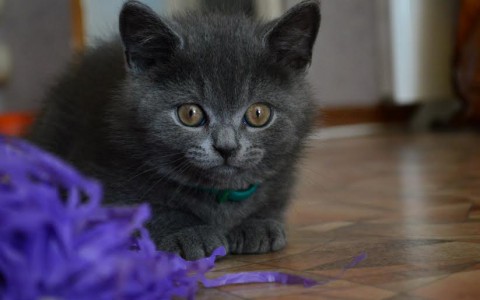 В конкурсе милых котиков «Котофото» 15 пушистых участников