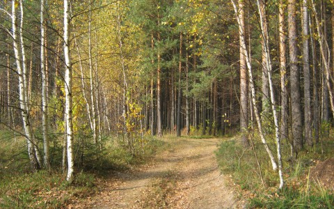 В Коми в лесу потерялся дедушка
