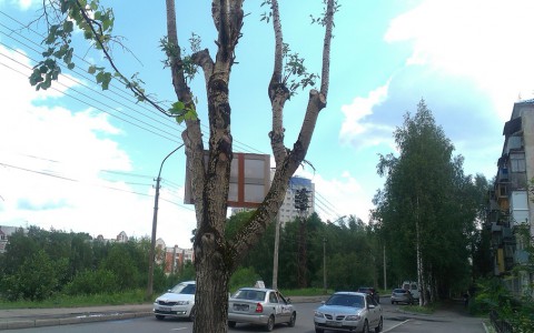 «Народный контроль»: сыктывкарцы жалуются на людей, которые прибили рекламный щит прямо к дереву