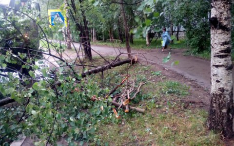 В Сыктывкаре из-за сильного ветра массово падали деревья (фото)