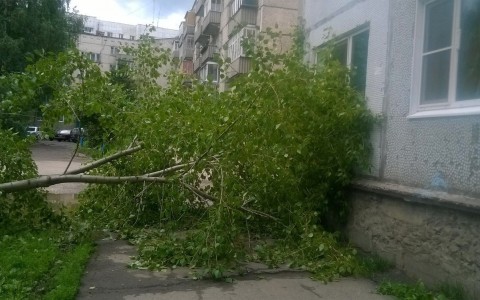 В Сыктывкаре ветер валил деревья на линии электропередач, дома и  машины (фото)