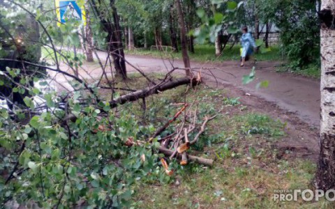 Мэрия объяснила, почему в Сыктывкаре так много деревьев падают из-за ветра