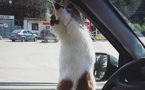 Сыктывкарский авто-Instagram: новомодные фильтры и кот-путешественник(фото)