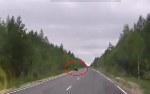Под Ухтой на дорогу выскочили два медведя (видео)