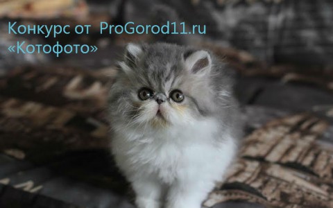 В Сыктывкаре стартует новый этап конкурса милых котиков «Котофото»