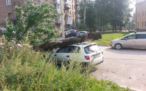 В Сыктывкаре сухое дерево рухнуло на машину (фото)