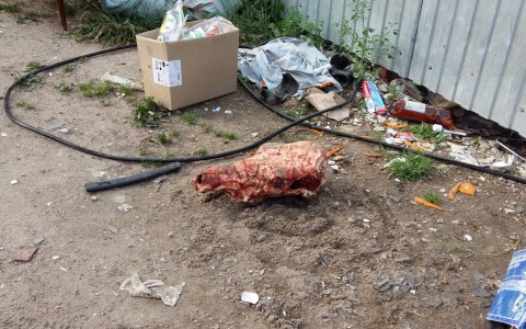 В Сыктывкаре у детской площадки валяется освежеванная голова коровы (фото)