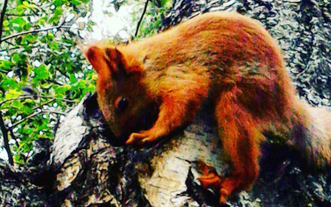 Сыктывкарское утро 28 июля в Instagram: находка белочки, розовые макаруны и мастер маскировки  (фото)