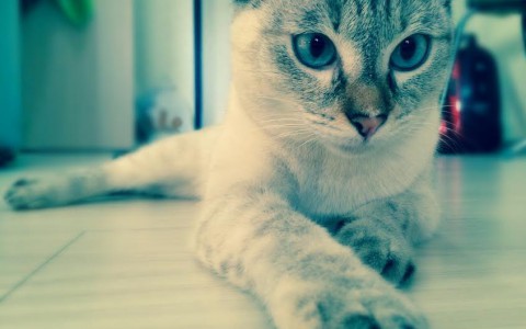Хозяева милых котиков в конкурсе на ProGorod11.ru: «Это лучи света в домашнем царстве»