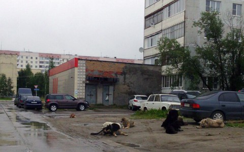 В Коми за неделю кремировали 31 собаку