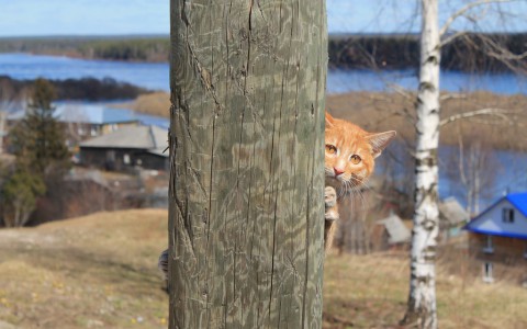 Сыктывкарцы в борьбе за 15 тысяч рублей прислали на конкурс фото города, кота и снега