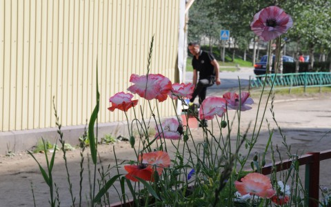 В Коми в центре города на клумбе выросли маки (фото)