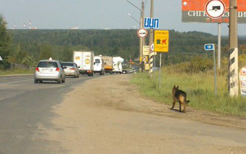 Волонтеры нашли хозяина немецкой овчарки, погибающей на трассе в Сыктывкаре