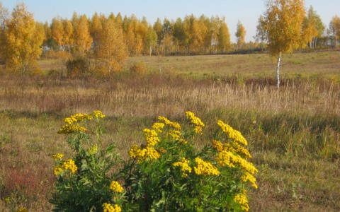 Погода в Сыктывкаре на 31 августа: облачно с прояснениями