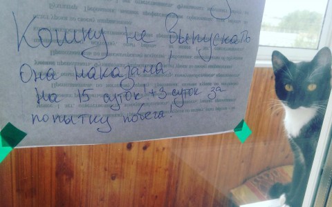 Сыктывкарское утро 3 сентября в Instagram:  наказанная кошка и маленький супермен