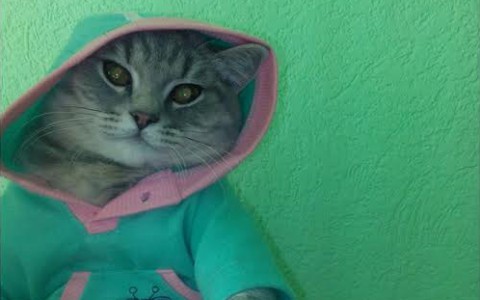 В конкурсе милых котиков «Котофото» 16 очаровательных участников