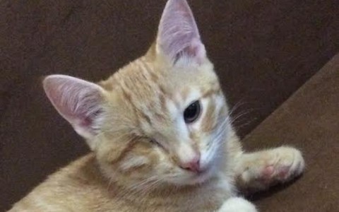 В конкурсе милых котиков «Котофото» 15 очаровательных участников