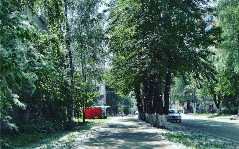 В Сыктывкаре вырубят тополя и посадят новые деревья