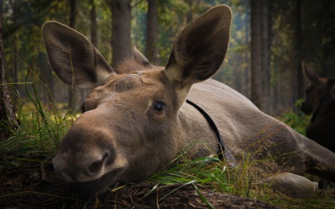 Работу фотографа из Коми Виктора Квасова оценил портал National Geographic