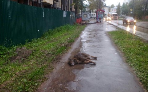 В Сыктывкаре на тротуаре лежит мертвая собака без глаз