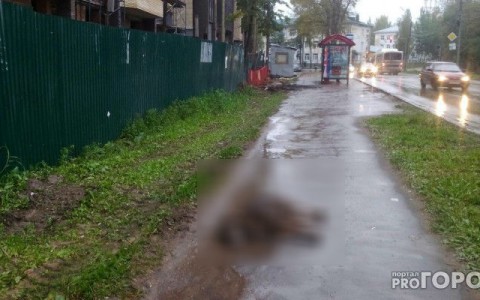 Сыктывкар за день 17 сентября: мертвая собака, сбитый сотрудник ДПС и мистические озера