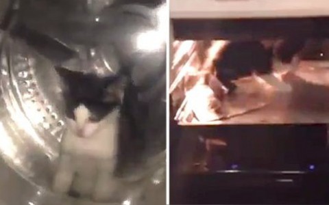 Влюбленная пара пытала котенка в духовке