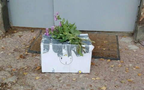 К ветклинике Сыктывкара подбросили коробку с котятами с запиской «Усыпите их»