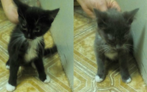 Котята, которых подбросили к ветклинике Сыктывкара, до сих пор не нашли своих хозяев