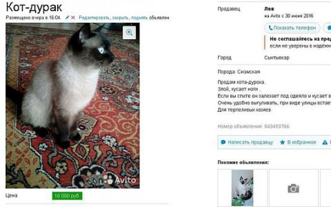 В Сыктывкаре в интернете продают кота-дурака