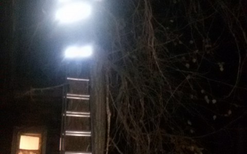 В Сыктывкаре МЧСники спасли котенка, который три дня просидел на дереве