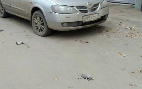 В Сыктывкаре вновь произошел массовый суицид птиц, который напугал горожан