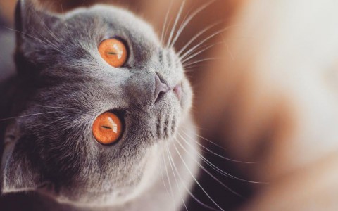 В Сыктывкаре стартует новый этап конкурса милых котиков «Котофото»