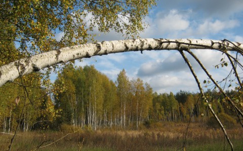 В лесу Коми нашли тело мужчины, которого уже месяц разыскивали спасатели