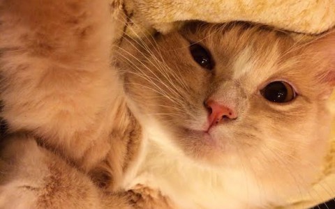 В конкурсе милых котиков «Котофото» 21 новый участник