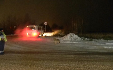 Сыктывкар за день 6 ноября: волк, напавший на инспектора ГИБДД, и мужчина, выпавший с балкона