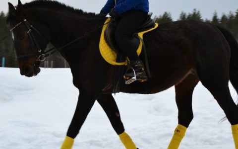 Поиски пропавшей под Сыктывкаром лошади продолжаются