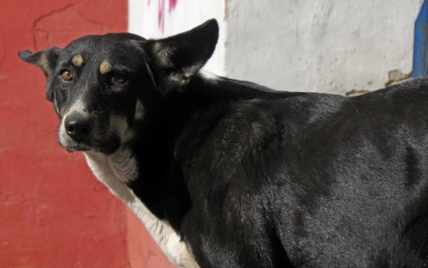 Жители села в Коми: «У нас украли собак по просьбе сельсовета и шантажируют ими!»