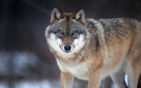 В Коми волки чуть не напали на участников похорон
