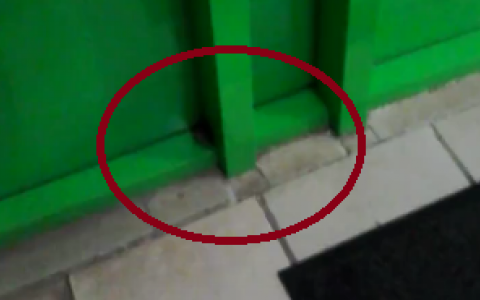 Сыктывкарцы запечатлели мышь на полу гипермаркета (видео)
