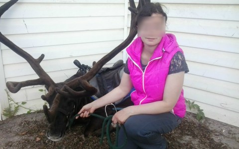 В Сыктывкаре люди украли еду у собачьего приюта
