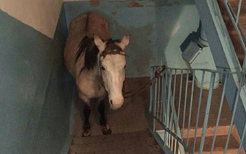Интернет захватила фейковая новость про лошадь в подъезде из Коми
