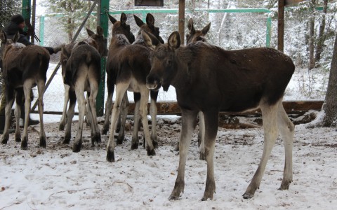 На лосеферме в Коми жгут костры, чтобы спастись от волков