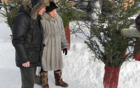 Где в Сыктывкаре купить новогоднюю елку: 9 адресов елочных базаров в городе