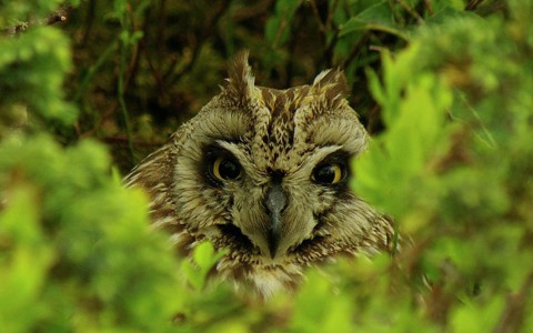 WWF России назвал Печоро-Илычский заповедник в Коми «самым мистическим»